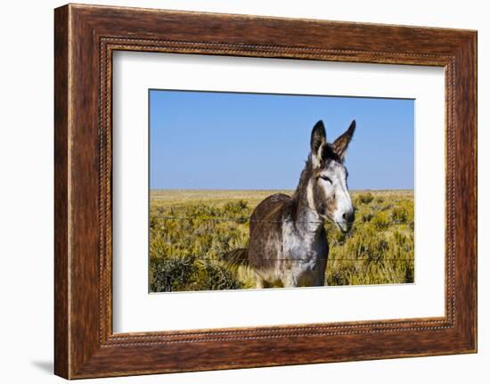 New Mexico, Bisti/De-Na-Zin Wilderness, Donkey-Bernard Friel-Framed Photographic Print