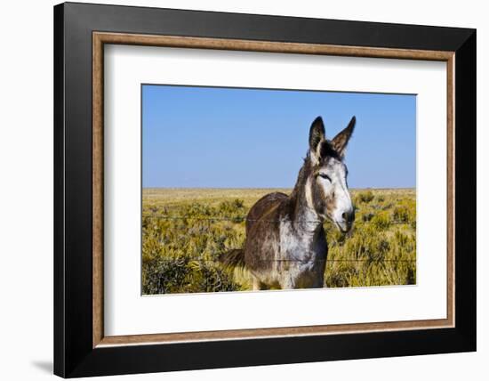 New Mexico, Bisti/De-Na-Zin Wilderness, Donkey-Bernard Friel-Framed Photographic Print