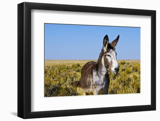 New Mexico, Bisti/De-Na-Zin Wilderness, Donkey-Bernard Friel-Framed Photographic Print