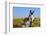 New Mexico, Bisti/De-Na-Zin Wilderness, Donkey-Bernard Friel-Framed Photographic Print