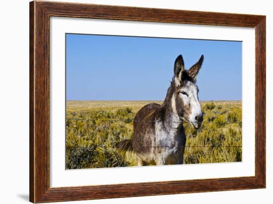 New Mexico, Bisti/De-Na-Zin Wilderness, Donkey-Bernard Friel-Framed Photographic Print