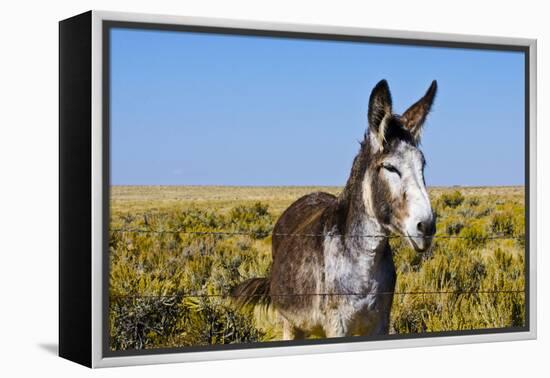 New Mexico, Bisti/De-Na-Zin Wilderness, Donkey-Bernard Friel-Framed Premier Image Canvas