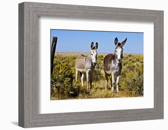 New Mexico, Bisti De-Na-Zin Wilderness, Two Donkeys-Bernard Friel-Framed Photographic Print