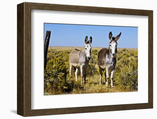 New Mexico, Bisti De-Na-Zin Wilderness, Two Donkeys-Bernard Friel-Framed Photographic Print