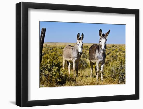New Mexico, Bisti De-Na-Zin Wilderness, Two Donkeys-Bernard Friel-Framed Photographic Print