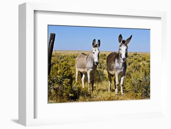 New Mexico, Bisti De-Na-Zin Wilderness, Two Donkeys-Bernard Friel-Framed Photographic Print