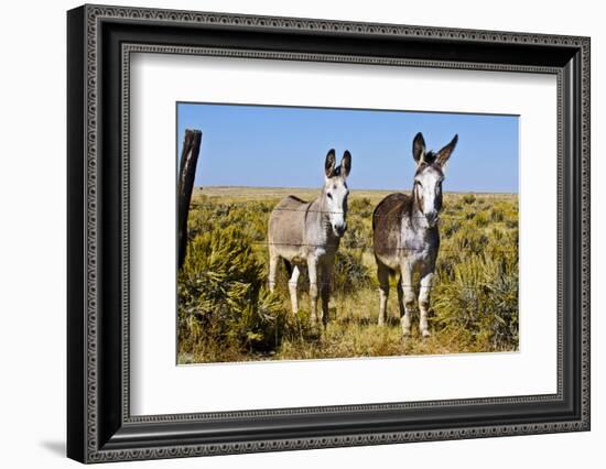 New Mexico, Bisti De-Na-Zin Wilderness, Two Donkeys-Bernard Friel-Framed Photographic Print