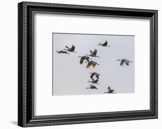 New Mexico, Bosque del Apache National Wildlife Refuge. Group of sandhill cranes flying at sunset.-Jaynes Gallery-Framed Photographic Print