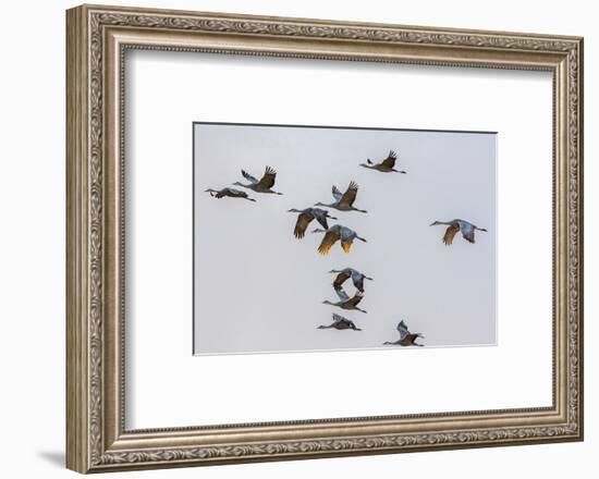 New Mexico, Bosque del Apache National Wildlife Refuge. Group of sandhill cranes flying at sunset.-Jaynes Gallery-Framed Photographic Print