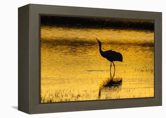 New Mexico, Bosque Del Apache National Wildlife Refuge. Sandhill Crane at Sunset-Jaynes Gallery-Framed Premier Image Canvas