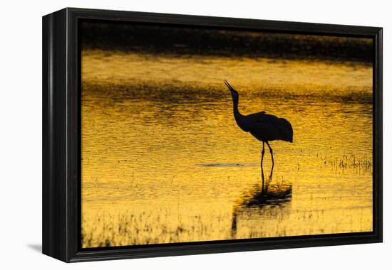 New Mexico, Bosque Del Apache National Wildlife Refuge. Sandhill Crane at Sunset-Jaynes Gallery-Framed Premier Image Canvas