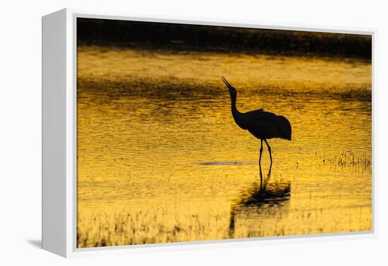 New Mexico, Bosque Del Apache National Wildlife Refuge. Sandhill Crane at Sunset-Jaynes Gallery-Framed Premier Image Canvas