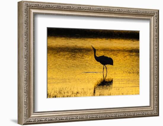 New Mexico, Bosque Del Apache National Wildlife Refuge. Sandhill Crane at Sunset-Jaynes Gallery-Framed Photographic Print