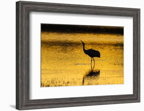 New Mexico, Bosque Del Apache National Wildlife Refuge. Sandhill Crane at Sunset-Jaynes Gallery-Framed Photographic Print