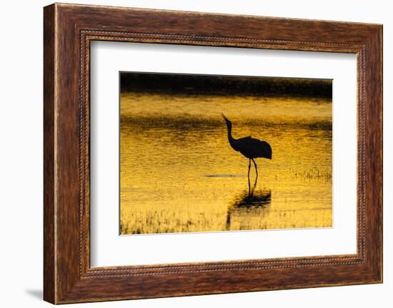 New Mexico, Bosque Del Apache National Wildlife Refuge. Sandhill Crane at Sunset-Jaynes Gallery-Framed Photographic Print