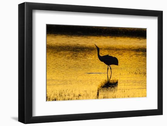 New Mexico, Bosque Del Apache National Wildlife Refuge. Sandhill Crane at Sunset-Jaynes Gallery-Framed Photographic Print