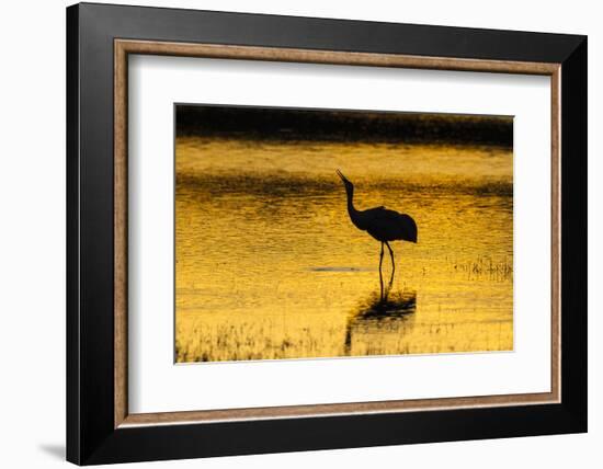 New Mexico, Bosque Del Apache National Wildlife Refuge. Sandhill Crane at Sunset-Jaynes Gallery-Framed Photographic Print