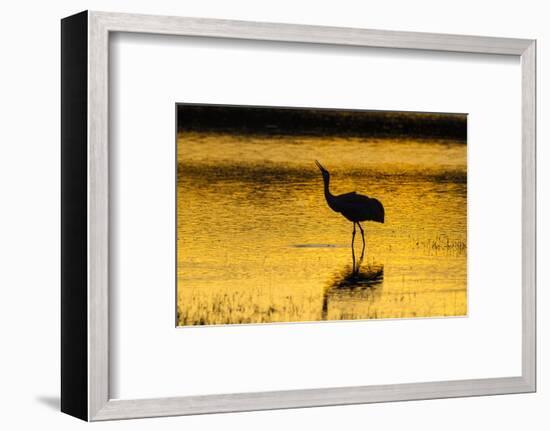 New Mexico, Bosque Del Apache National Wildlife Refuge. Sandhill Crane at Sunset-Jaynes Gallery-Framed Photographic Print