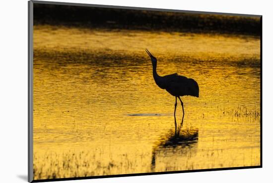 New Mexico, Bosque Del Apache National Wildlife Refuge. Sandhill Crane at Sunset-Jaynes Gallery-Mounted Photographic Print