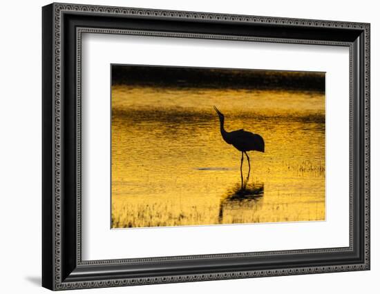 New Mexico, Bosque Del Apache National Wildlife Refuge. Sandhill Crane at Sunset-Jaynes Gallery-Framed Photographic Print