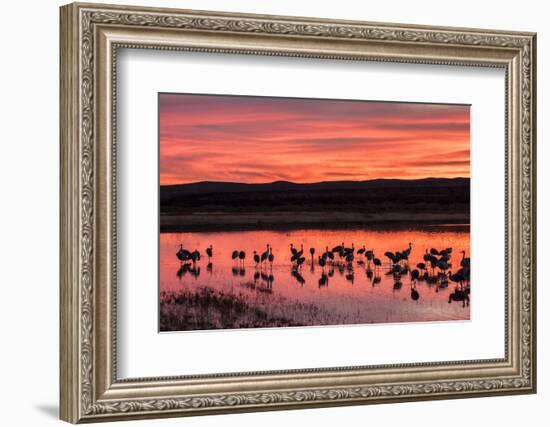 New Mexico, Bosque Del Apache National Wildlife Refuge. Sandhill Cranes at Sunset-Jaynes Gallery-Framed Photographic Print