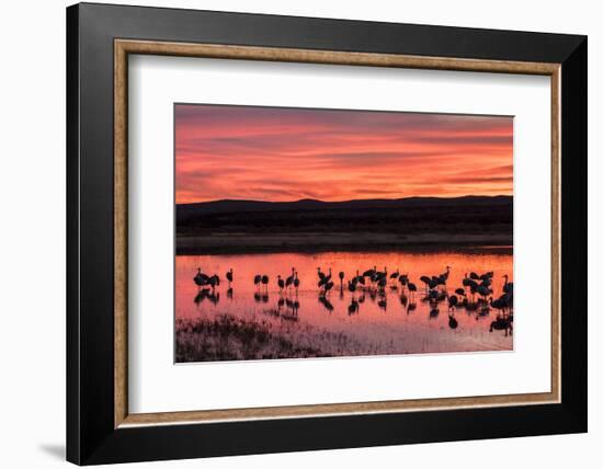 New Mexico, Bosque Del Apache National Wildlife Refuge. Sandhill Cranes at Sunset-Jaynes Gallery-Framed Photographic Print