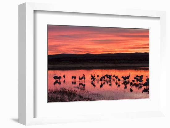 New Mexico, Bosque Del Apache National Wildlife Refuge. Sandhill Cranes at Sunset-Jaynes Gallery-Framed Photographic Print