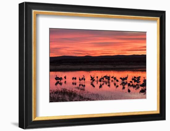 New Mexico, Bosque Del Apache National Wildlife Refuge. Sandhill Cranes at Sunset-Jaynes Gallery-Framed Photographic Print