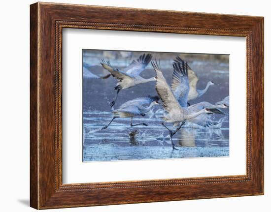 New Mexico, Bosque Del Apache National Wildlife Refuge. Sandhill Cranes Flying-Jaynes Gallery-Framed Photographic Print