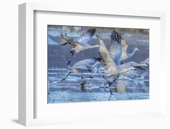 New Mexico, Bosque Del Apache National Wildlife Refuge. Sandhill Cranes Flying-Jaynes Gallery-Framed Photographic Print