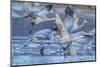 New Mexico, Bosque Del Apache National Wildlife Refuge. Sandhill Cranes Flying-Jaynes Gallery-Mounted Photographic Print