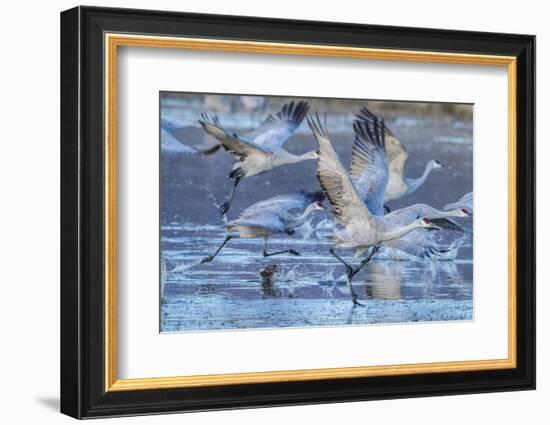 New Mexico, Bosque Del Apache National Wildlife Refuge. Sandhill Cranes Flying-Jaynes Gallery-Framed Photographic Print