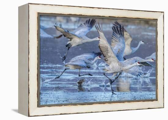 New Mexico, Bosque Del Apache National Wildlife Refuge. Sandhill Cranes Flying-Jaynes Gallery-Framed Premier Image Canvas