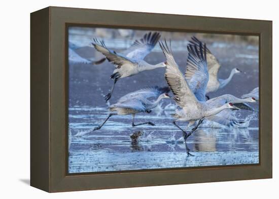 New Mexico, Bosque Del Apache National Wildlife Refuge. Sandhill Cranes Flying-Jaynes Gallery-Framed Premier Image Canvas