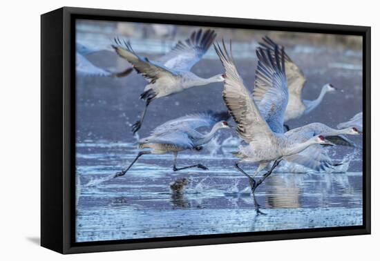 New Mexico, Bosque Del Apache National Wildlife Refuge. Sandhill Cranes Flying-Jaynes Gallery-Framed Premier Image Canvas