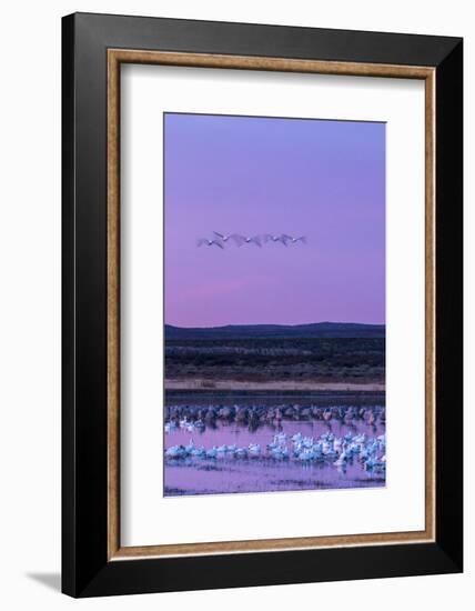 New Mexico, Bosque Del Apache National Wildlife Refuge. Snow Geese and Sandhill Cranes at Sunrise-Jaynes Gallery-Framed Photographic Print