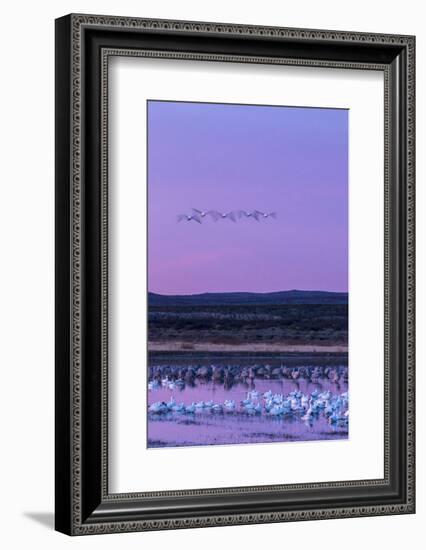 New Mexico, Bosque Del Apache National Wildlife Refuge. Snow Geese and Sandhill Cranes at Sunrise-Jaynes Gallery-Framed Photographic Print