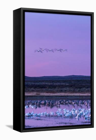 New Mexico, Bosque Del Apache National Wildlife Refuge. Snow Geese and Sandhill Cranes at Sunrise-Jaynes Gallery-Framed Premier Image Canvas