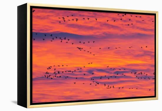 New Mexico, Bosque Del Apache National Wildlife Refuge. Snow Geese Flying at Sunrise-Jaynes Gallery-Framed Premier Image Canvas