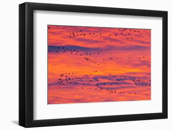New Mexico, Bosque Del Apache National Wildlife Refuge. Snow Geese Flying at Sunrise-Jaynes Gallery-Framed Photographic Print
