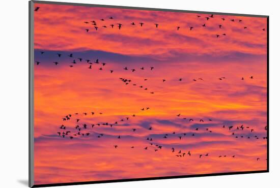 New Mexico, Bosque Del Apache National Wildlife Refuge. Snow Geese Flying at Sunrise-Jaynes Gallery-Mounted Photographic Print