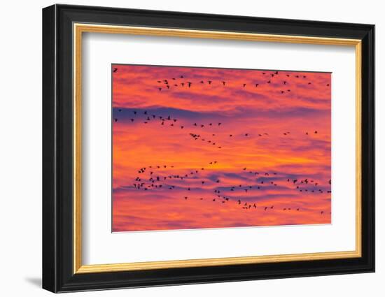 New Mexico, Bosque Del Apache National Wildlife Refuge. Snow Geese Flying at Sunrise-Jaynes Gallery-Framed Photographic Print