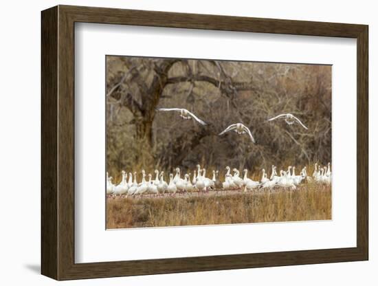 New Mexico, Bosque Del Apache National Wildlife Refuge. Snow Geese Taking Flight-Jaynes Gallery-Framed Photographic Print