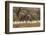 New Mexico, Bosque Del Apache National Wildlife Refuge. Snow Geese Taking Flight-Jaynes Gallery-Framed Photographic Print