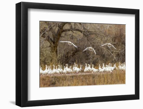 New Mexico, Bosque Del Apache National Wildlife Refuge. Snow Geese Taking Flight-Jaynes Gallery-Framed Photographic Print