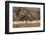 New Mexico, Bosque Del Apache National Wildlife Refuge. Snow Geese Taking Flight-Jaynes Gallery-Framed Photographic Print