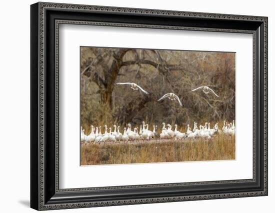 New Mexico, Bosque Del Apache National Wildlife Refuge. Snow Geese Taking Flight-Jaynes Gallery-Framed Photographic Print