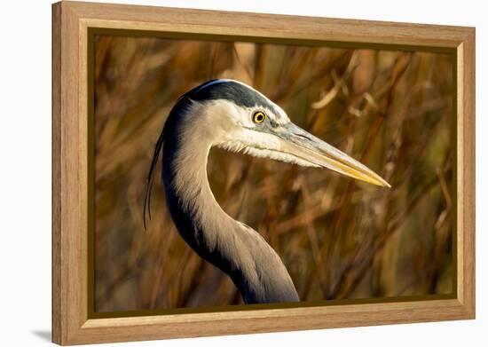 New Mexico, Bosque Del Apache Natural Wildlife Refuge. Great Blue Heron Profile-Jaynes Gallery-Framed Premier Image Canvas