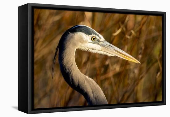 New Mexico, Bosque Del Apache Natural Wildlife Refuge. Great Blue Heron Profile-Jaynes Gallery-Framed Premier Image Canvas
