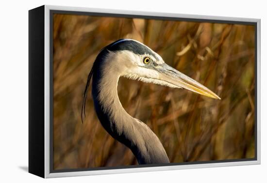New Mexico, Bosque Del Apache Natural Wildlife Refuge. Great Blue Heron Profile-Jaynes Gallery-Framed Premier Image Canvas
